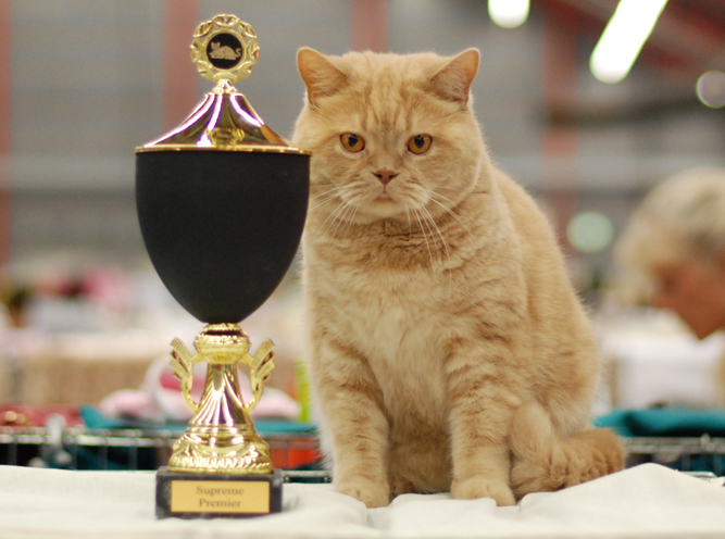 Våran älskade nalle S*Snöpärlan’s Oscar de la Hoya fick den sista och högsta katt titeln Supreme Premier och med detta avslutade Oscar sin utställnings karriär.	